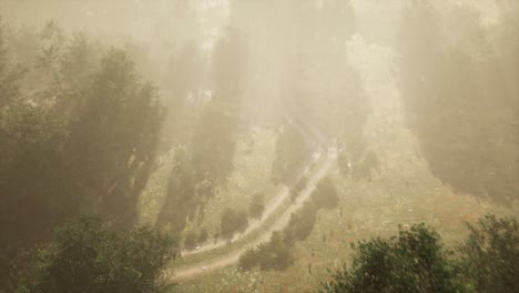 Camino-De-Tierra-A-Través-Del-Bosque-Caducifolio-En-La-Niebla